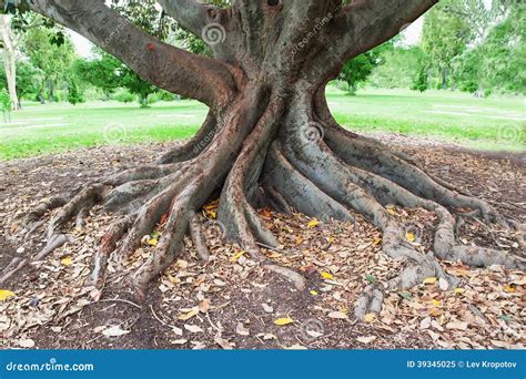 大樹樹根